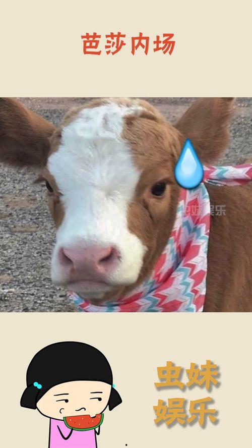 娱乐吃瓜酱咋了